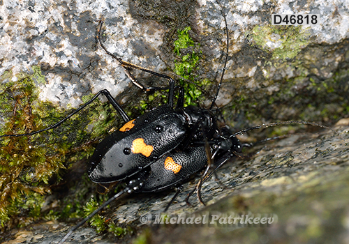 Oxycheila tristis